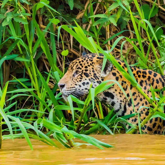 Wildlife